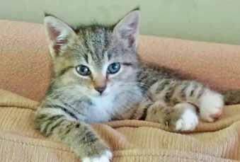 I m a baby Tabby kitten and I m one of the many, many, many kittens that Cat Adoption Team has saved so far this kitten season.
