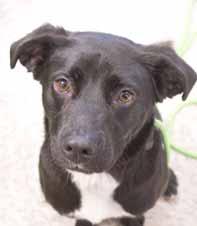 If you adopt me, I see trips to the mountains and strolls on the beach in our future! I am an Akita mix and you can bet I will make my future family pretty happy. I m already spayed.