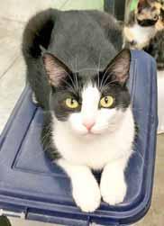 Please call 910-792-9014 to adopt us! CAT: Cat Adoption Team We re at Petsmart 7 days a week. I m Mommy Cat, a 1-year-old petite girl who is mostly white with gray tabby patches.