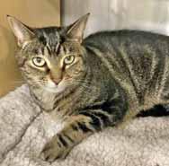 I m Linda, one of the 26 sweet and adoptable cats Cat Adoption Team saved from a hoarding situation. My housemates and I were losing our home and were in immediate danger of being euthanized.