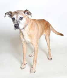 I m an 11- year-old, spayed Boxer/Lab mix with a loveable personality. I m quite bewildered at being here.