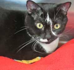 Please call 910-763-6692 to adopt us! I m FiFi and I used to sleep with my owner and was a real lap cat, but my owner recently died, so my world has been turned upside down.