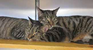 I m just 6-years-old and ready to go! New Hanover Humane Society Open 10am-2pm Mon-Sat We could be bookends, we look so similar! Hello, we're Jack and Jill.
