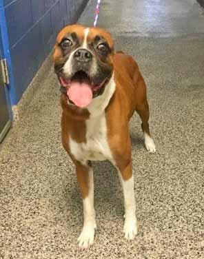 But I am such a good boy. I love to run and I m a terrific fetch partner. My ideal home will have a big fenced yard where I can stretch my paws and chase a ball.