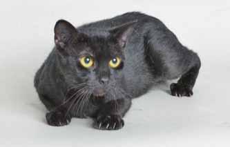 I m a 6-year-old, spayed, black cat who is friendly and oh-so sweet! I ll be waiting at the shelter for you to walk in the door. I m a cutie-pie named Chipmunk (A029448)!