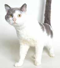 My name is Cheese Puff (A029317) and I m a 1-year-old girl, already spayed, with orange Tabby stripes and cream colored fur. I m a very friendly beauty!