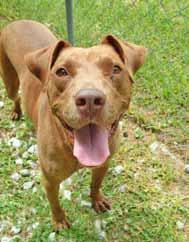 Pender Endangered Animal Rescue (P.E.A.R.) Please call 910-675-0867 or email dogadoption1@gmail.com to adopt us! My name is Goochi and I m a beautiful lady who would love to be part of your family!