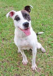 I am spayed, up to date on shots and on heartworm prevention. Do yourself a big favor and meet me today! Hi, I m an American Staffordshire mix named Sparky!