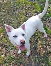 My name is Daisy. I m a wonderful, young, American Staffordshire Terrier girl who is looking for a loving home. I was thrown out on the road with my brothers and sisters.