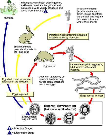 Lifecycle of