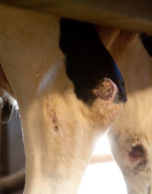 Hock/knee Lesions 95% of lactating and dry cows score a 2 or less Body