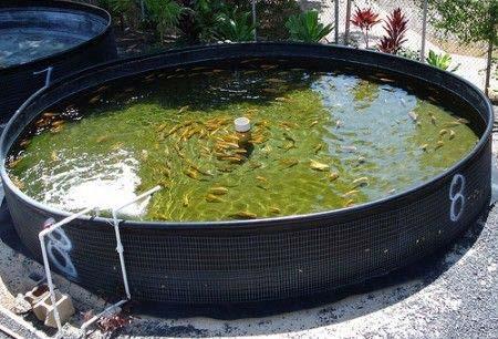 Large Fish Tanks