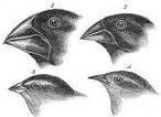 Darwin s observations Of particular interest were the finches on these islands