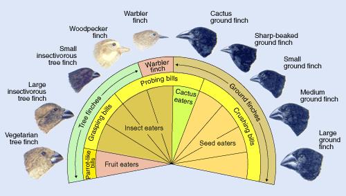 FROM ONE FINCH There are now at least 13 species of finches on the Galapagos Islands, each filling a different niche on