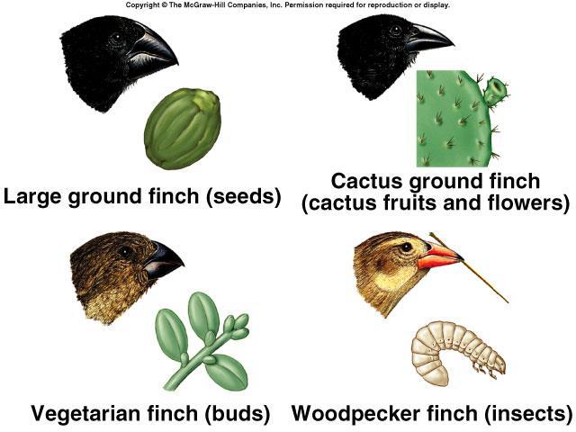 THE FINCHES ALSO EVOLVED