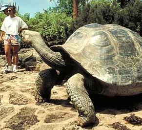 THE GALAPAGOS TORTOISE The giant tortoises (Geochleone nigra) in the Galapagos