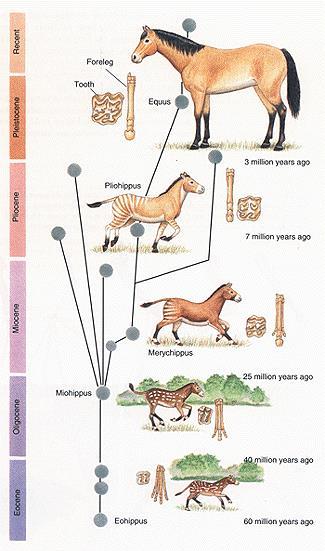 EVOLUTION OF THE HORSE THE ECOLOGICAL PRESSURES FACING THE SPECIES DETERMINED THE TYPE OF DIFFERENCES, OR VARIATION The