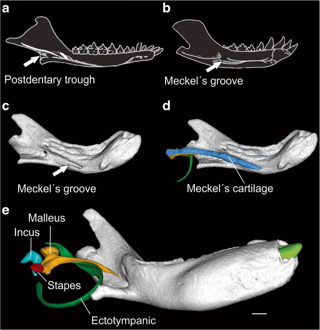 Ramírez-Chaves et al. Frontiers in Zoology (2016) 13:39 Page 2 of 10 Fig.