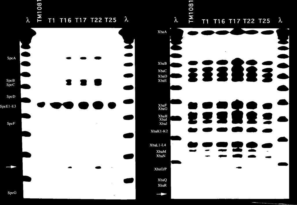 2732 MERKEL AND STIBITZ J. BACTERIOL. FIG. 3. Physical mapping of the sites of mini-tn5 Km insertions. Intact chromosomal DNA from B.