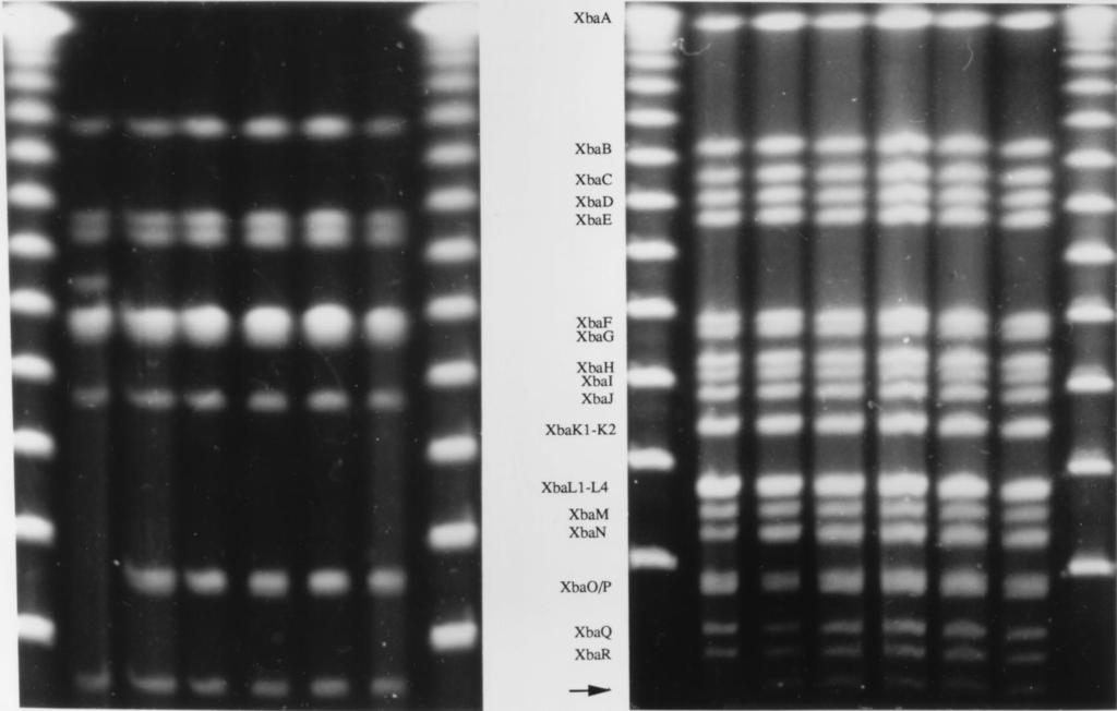 The bands generated by the restriction of the wild-type Tohama I chromosome by each enzyme (SpeA to SpeG and XbaA to XbaR) are indicated to the left of each panel.
