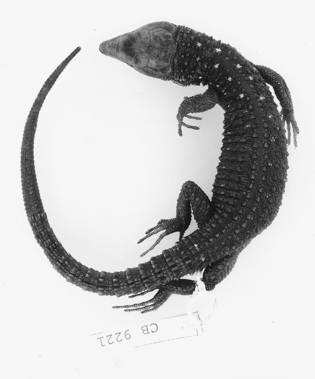 32 Contributions in Science, Number 493 Bezy and Camarillo: Systematics of Lepidophyma Figure 29 The holotype of Lepidophyma tarascae (IPN 922; snout vent length, 93 mm). SIZE.