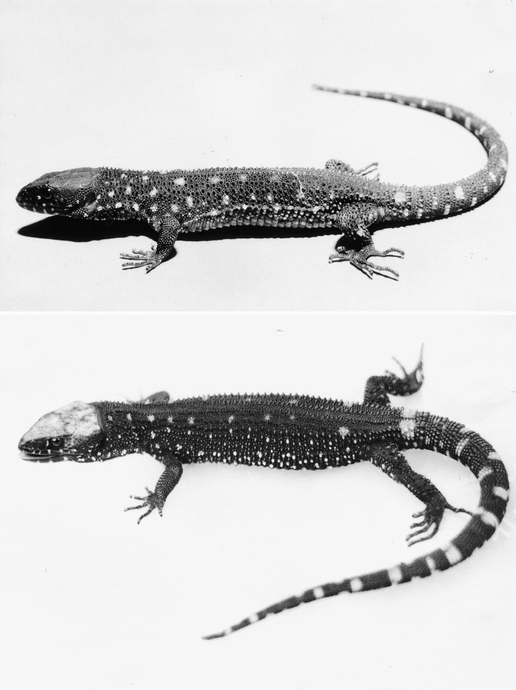 Contributions in Science, Number 493 Bezy and Camarillo: Systematics of Lepidophyma 33 Figure 3 Living individuals of Lepidophyma tuxtlae from the Tuxtlas region