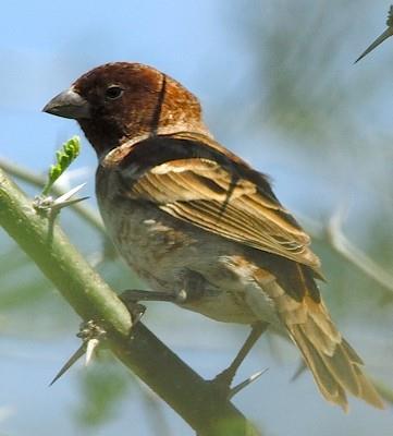 Juvenile male (Photo : David Peterson) FIELD CHARACTERS The Chestnut Sparrow (Passer eminibey) is a species of passerine bird in the sparrow family Passeridae.