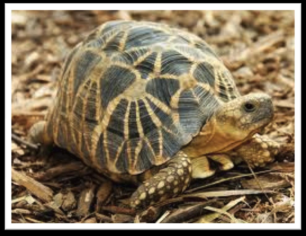 PETITION TO LIST THE Spider Tortoise (Pyxis arachnoides) UNDER THE ENDANGERED SPECIES ACT Photograph: Turtle Survival Alliance- Spider Tortoise Available from: http://www.turtlesurvival.