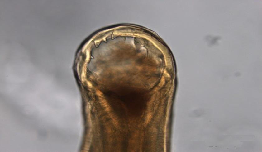 Fig. 16: Dorsal view of the head of Agriostomum gorgonis, a parasite of blue wildebeest and kudus The family Trichostrongylidae is well represented in all antelope and the commonly encountered genera