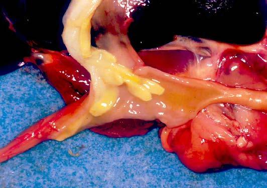 Monodontus giraffae is an extremely common parasite of the bile ducts of giraffe and causes mild to severe cholangitis, depending on the number of worms present (Basson et al., 1971).