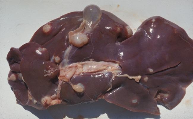 21: This photograph of cysts in a sheep liver is presented as illustration of cystic