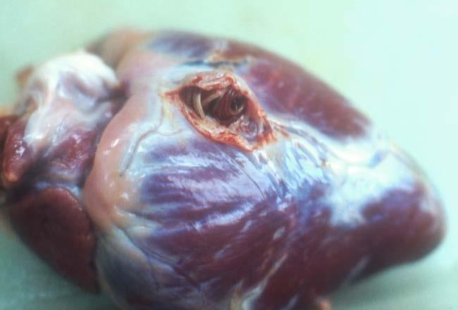 Fig. 23: An opened aneurism in a coronary vessel of a kudu. The rather large Elaeophora is visible at the left. Fig. 24: Elaeophora in the distal pulmonary artery, in the diaphragmatic lobe of a kudu.