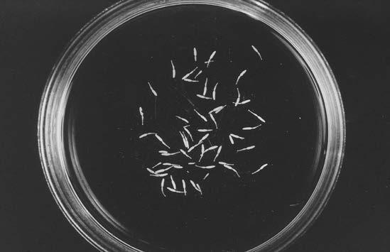 Fig. 31: Fully grown Echinococcus sp. from the intestine of a lion. The helminths are very close to their actual size. Fig.