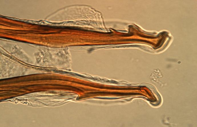 Fig. 7: The tips of the spicules of Haemonchus vegliai from kudus. Fig.