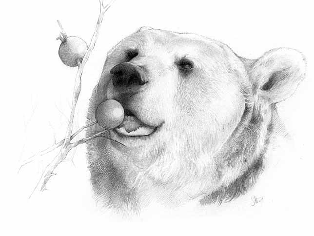 The bears skills are challenged to make the search for food interesting for them - for example by hiding food under stones and in earth burrows, or by spiking it on branches.