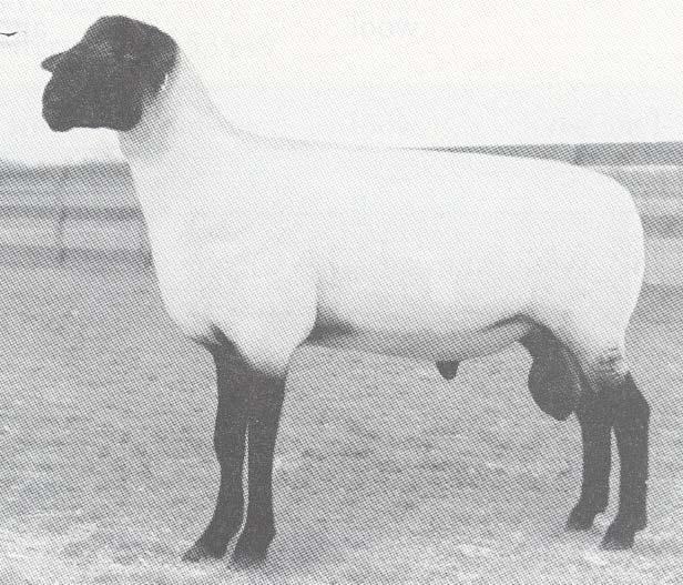The mature sheep have a lot of long, thick wool.