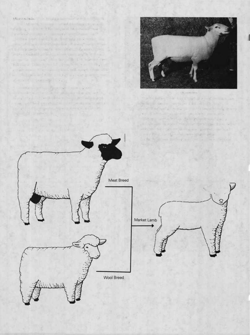 Montadale. The Montadale was developed in St. Louis, Missouri, from a crossbreeding program starting in 1914. The original Montadale was developed from a Columbia ram crossed on Cheviot ewes.