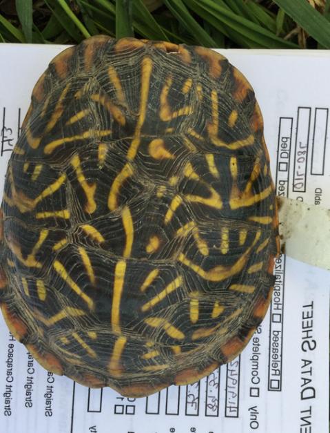 physical examination of ornate box turtles at the