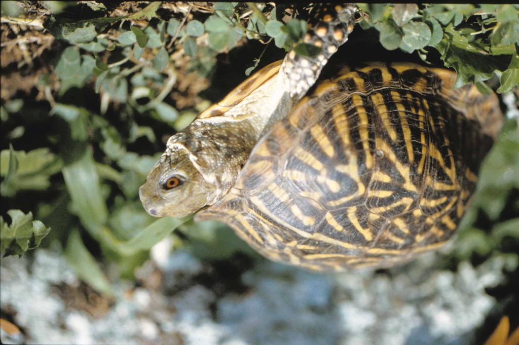 Current state and/or Federal legal protection status as well as the distribution of USACE Districts and reservoir projects potentially impacted by terrestrial turtle conservation issues are