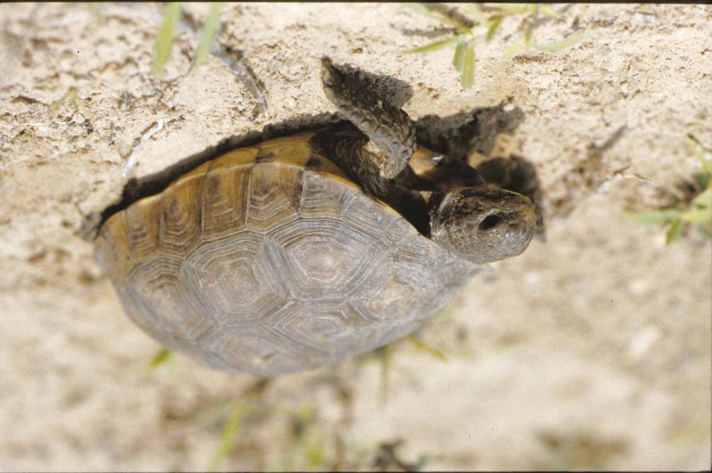 This group includes the tortoises and box turtles with two species Federally threatened and three species having protection in at least one state.