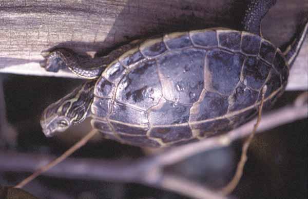Current Federal and state legal protection status for U.S. turtle species are summarized and USACE Districts and reservoir projects potentially impacted by turtle conservation issues are identified.