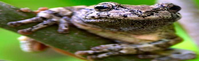 To this end, the PARC Important Herp Areas National Task Team finalized criteria and an implementation plan for designating Priority Amphibian and Reptile