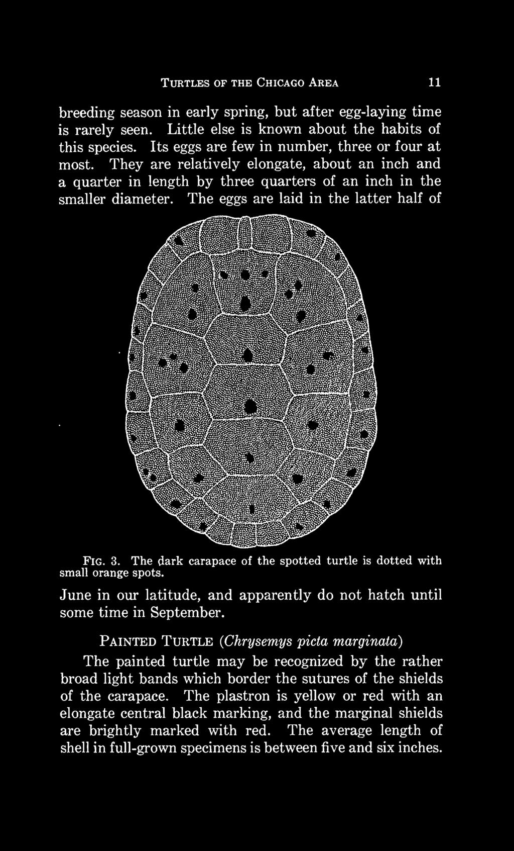The eggs are laid in the latter half of Fig. 3. The dark carapace of the spotted turtle is dotted with small orange spots.