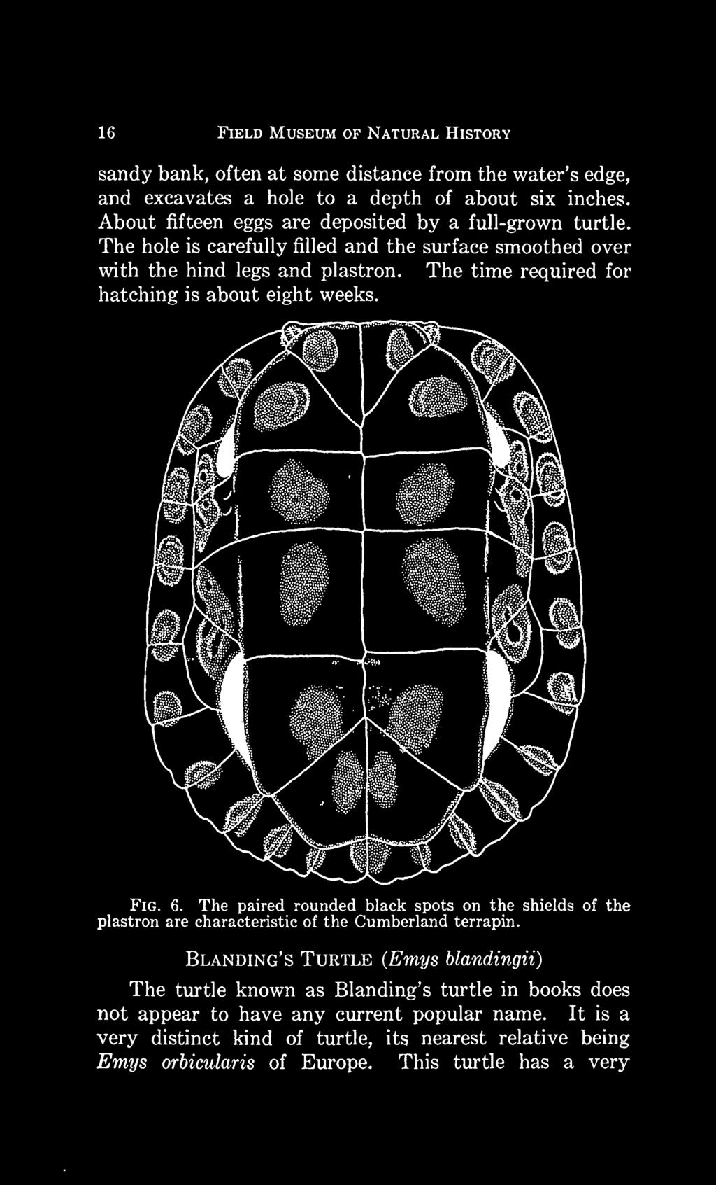 The time required for hatching is about eight weeks. Fig. 6. The paired rounded black spots on the shields of the plastron are characteristic of the Cumberland terrapin.