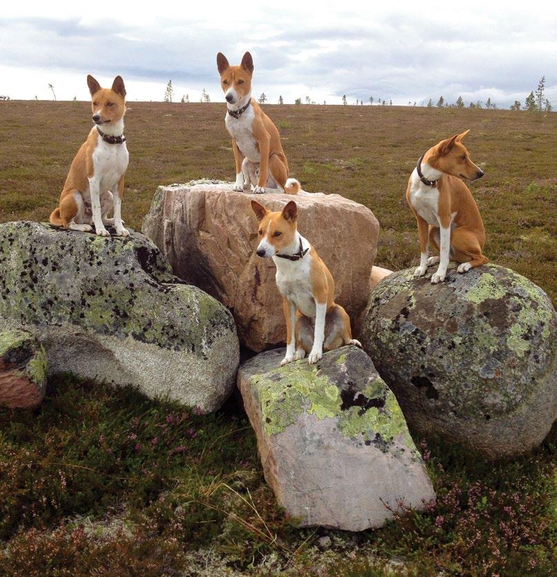 the official publication of the Basenji Club