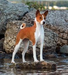 AKC TOP 25 BASENJI RANKINGS BY BREED JAN 01, 2013 DEC 31, 2013 AKC TOP 25 BASENJI RANKINGS BY ALL BREED JAN 01, 2013 DEC 31, 2013 Basenjis AKC TopDogs sm using breed totals for events processed