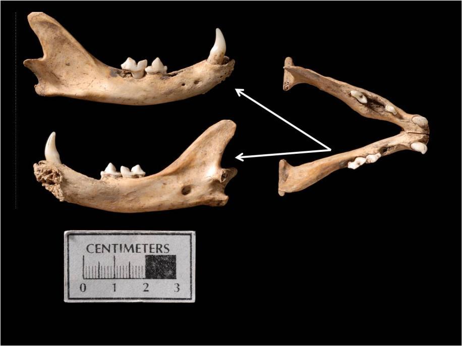 Three mature cat bones are noteworthy for their pathologies. The right and left mandibles of one individual have anomalies on each horizontal ramus.