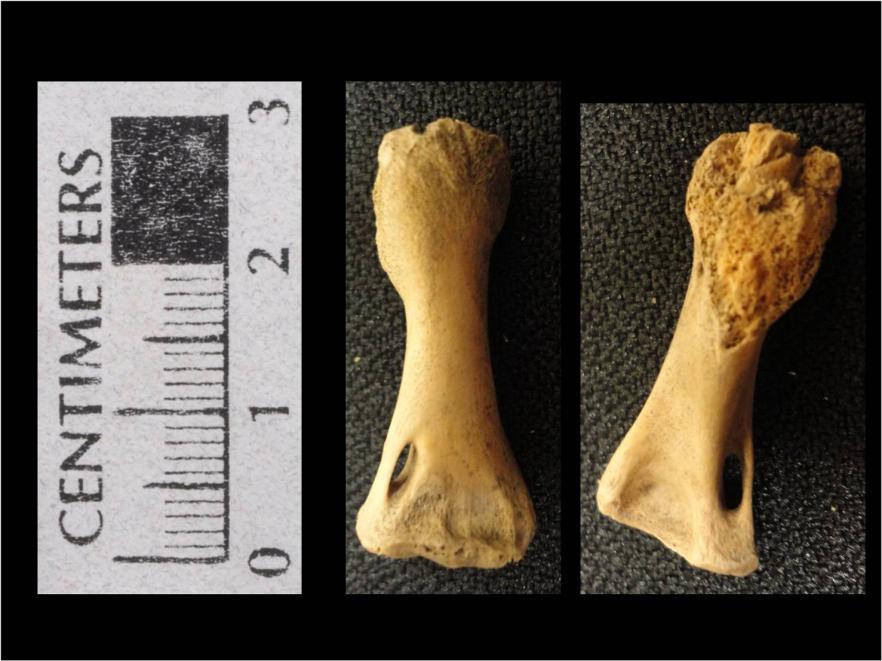 one juvenile (i.e., kitten) were recovered from EU 5 (right scapula, two fragments of a right humerus, left humerus, left pelvis, right and left femur, and right distal tibia) and one bone (right
