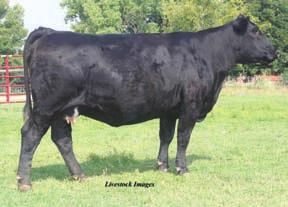 Powerdrive Phyllis x In Dew Time 12 Snider Simmentals 5 Embryos Guaranteeing 2 Pregnancies HTP SVF In Dew Time (sexed semen) HTP SVF Honeydew HC Power Drive 88H SS Powerdrive Phyllis H83P NJC/TJF Joy
