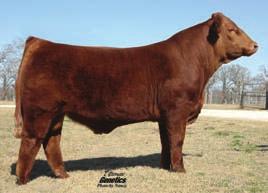 Jewells Dream has been an excellent embryo producer. Her pedigree is outstanding. Here is an opportunity to add one of the top, red, donors to your program. She sells open and ready to flush.